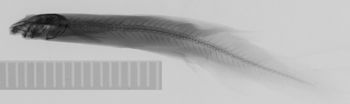 Media type: image;   Ichthyology 31578 Description: xray;  Aspect: lateral